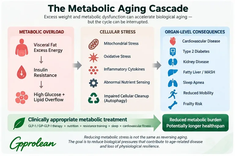 the metabolic aging cascade